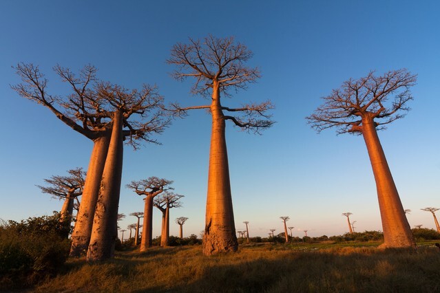 Avenue of baobabs, Madagascar